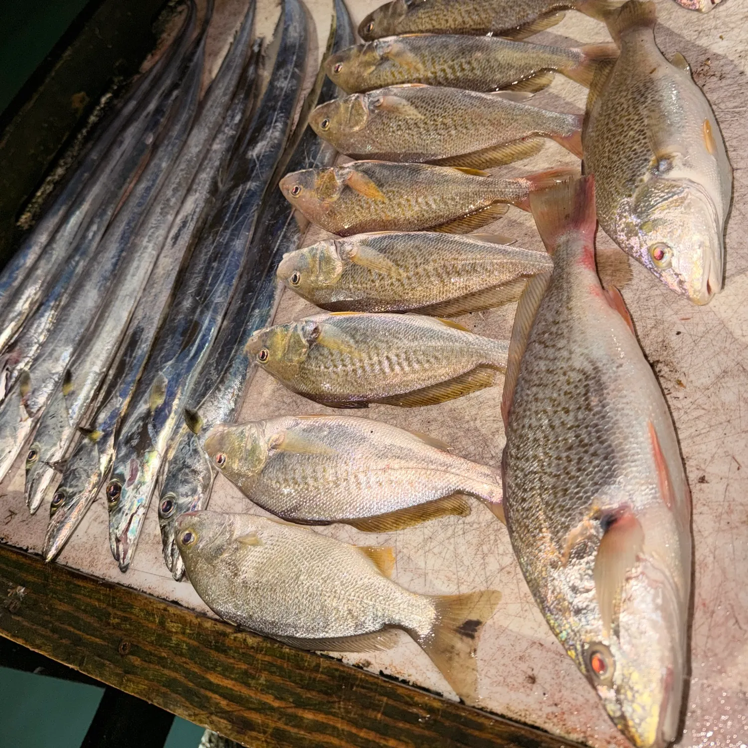 Atlantic croaker caught on Fishbrain