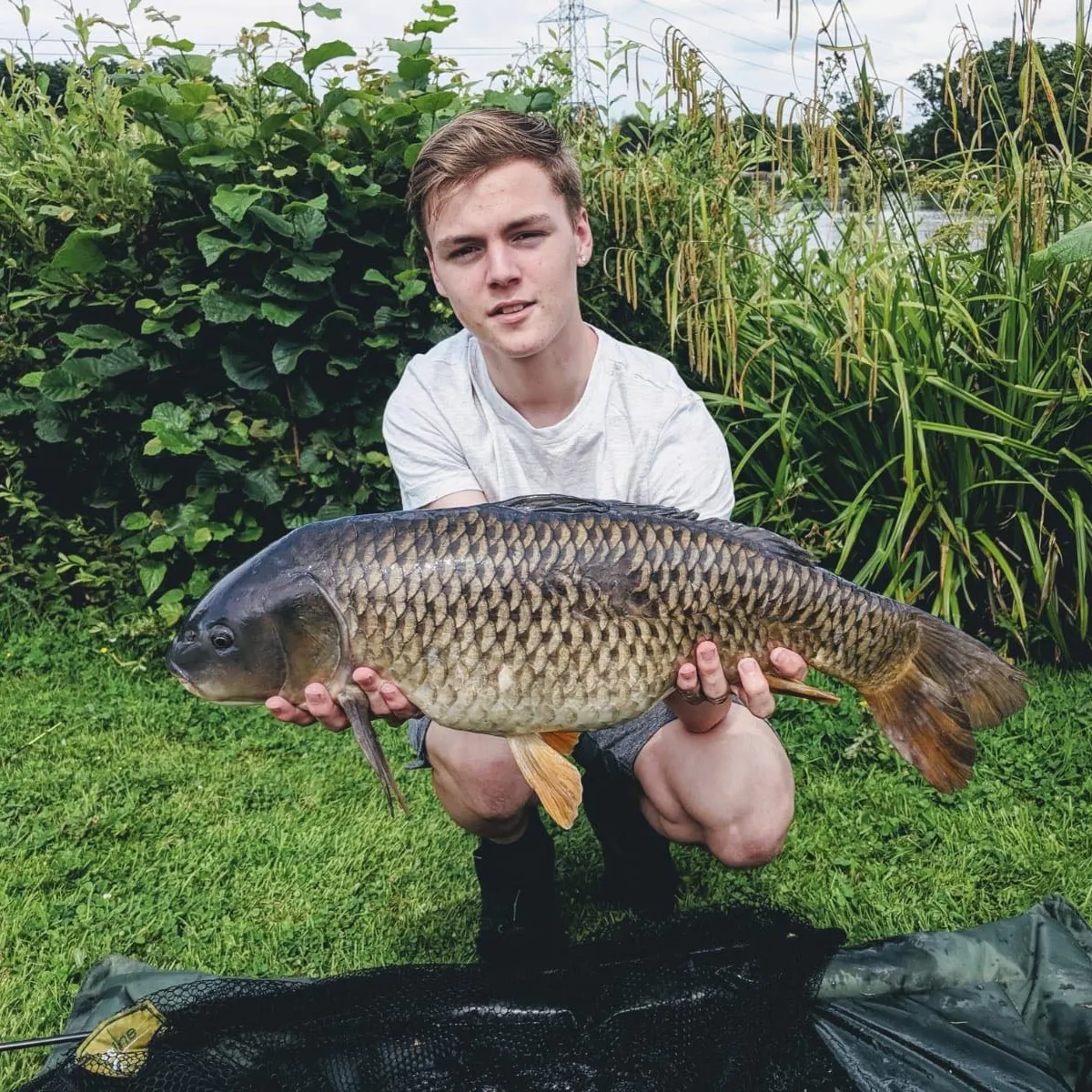Common carp caught on Fishbrain