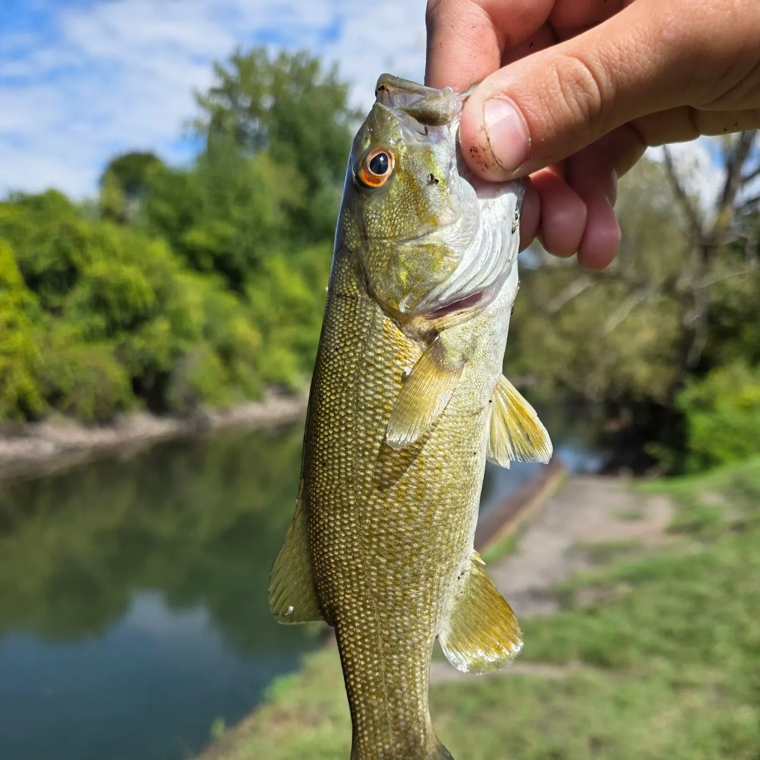 Smallmouth bass caught on Fishbrain