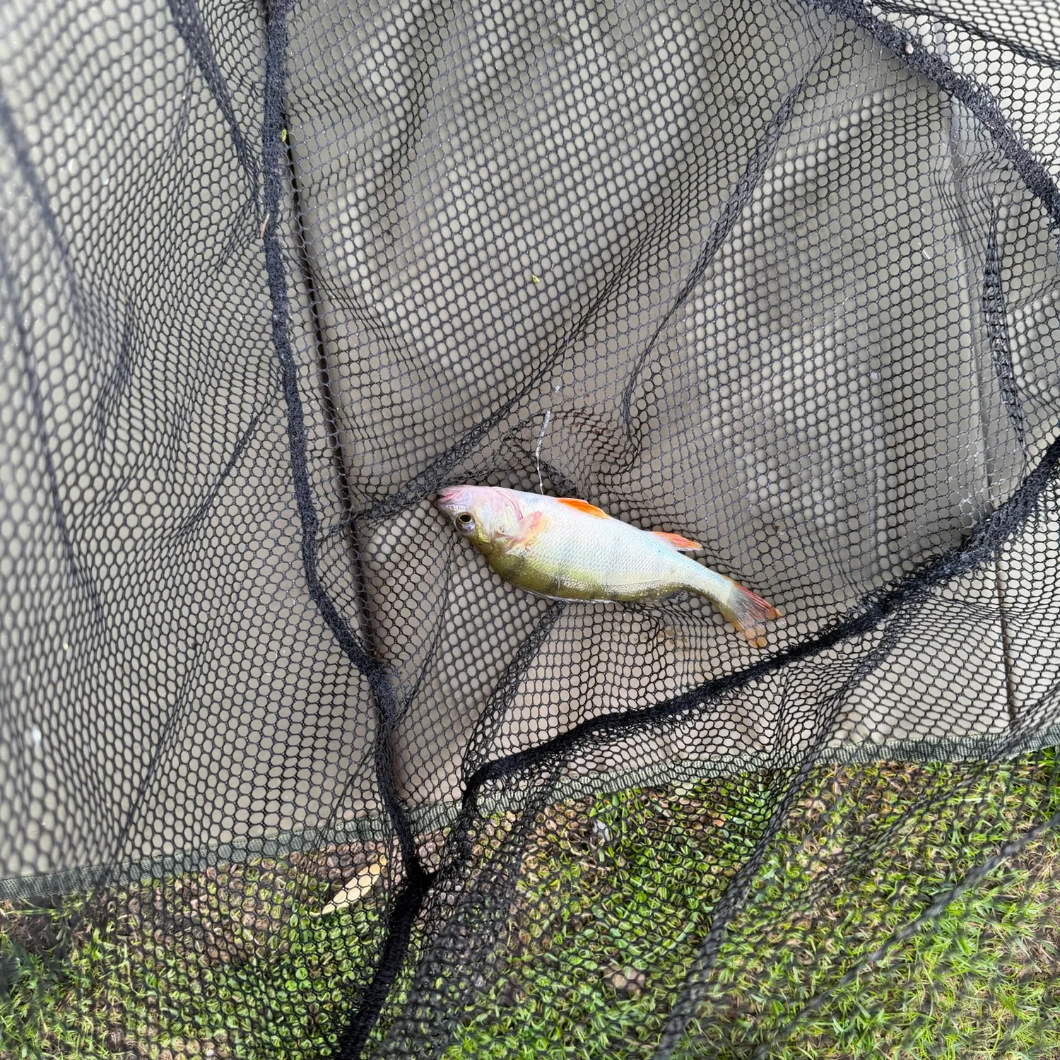 European perch caught on Fishbrain