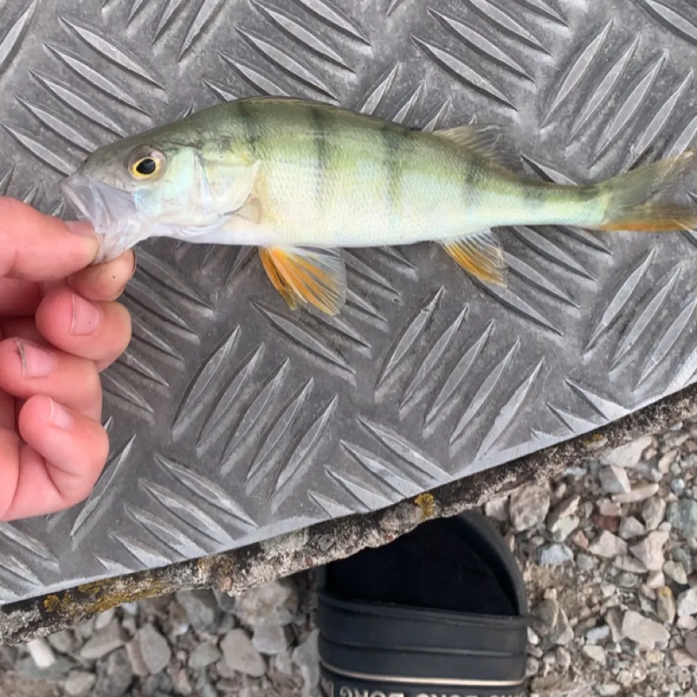 European perch caught on Fishbrain