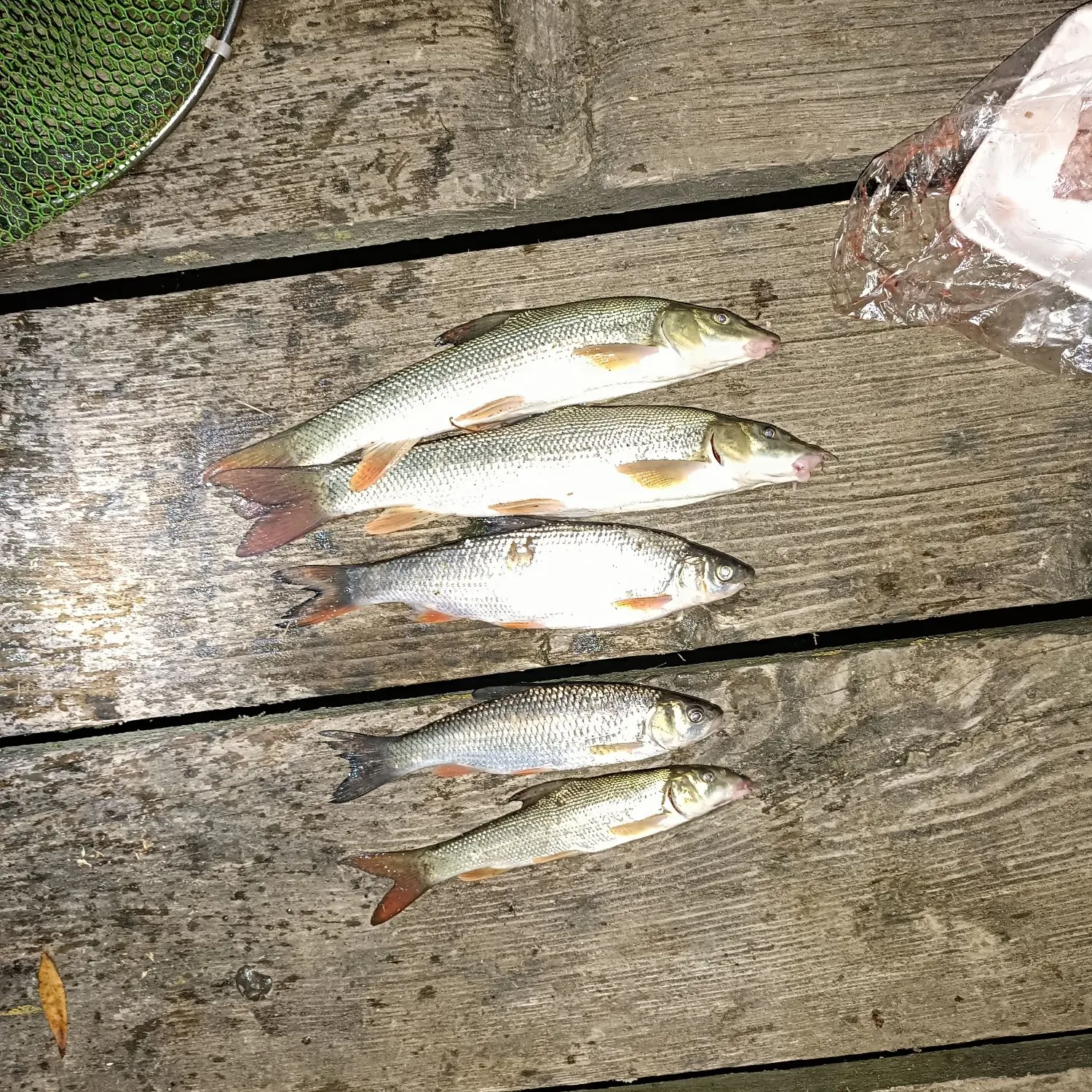recently logged catches