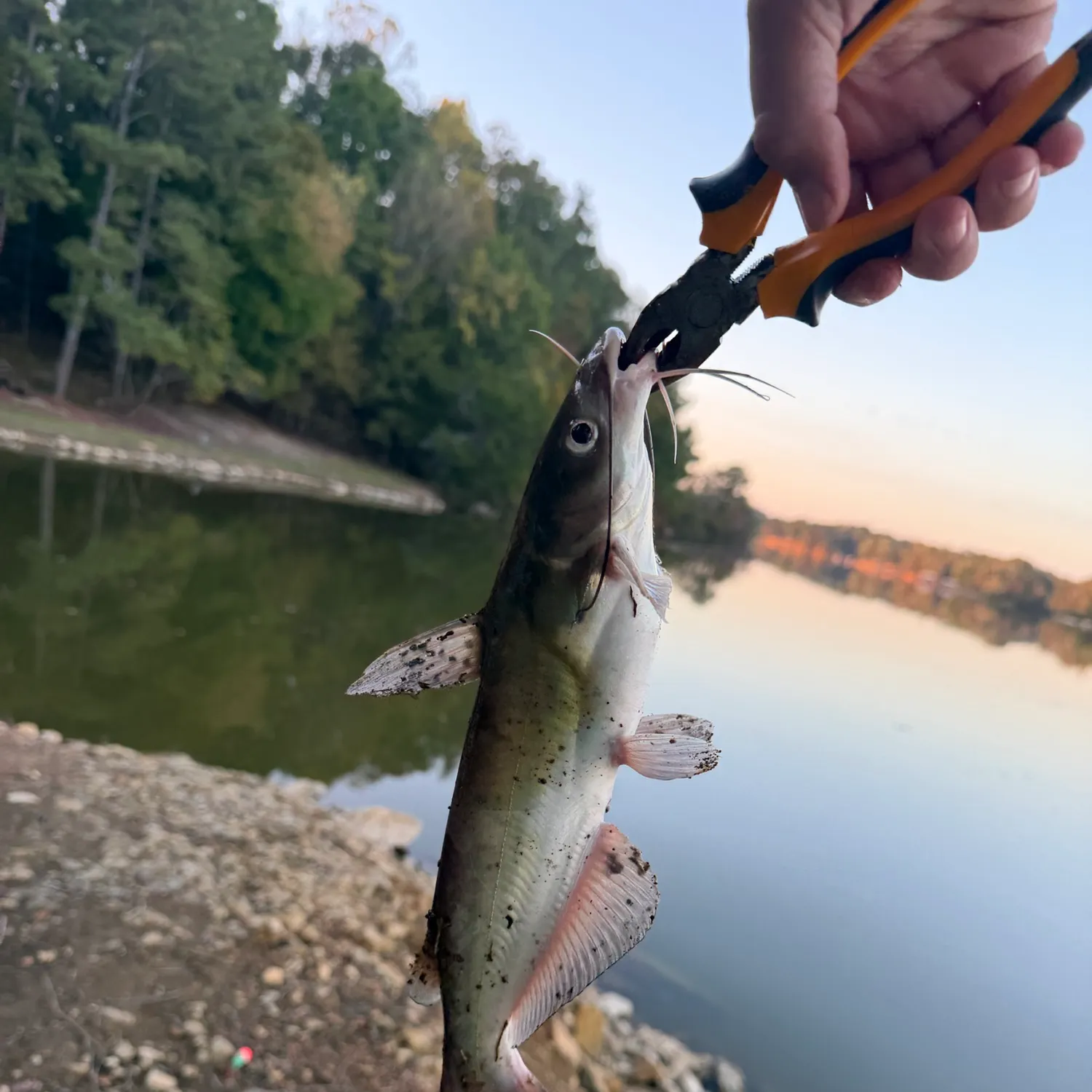 Channel catfish caught on Fishbrain