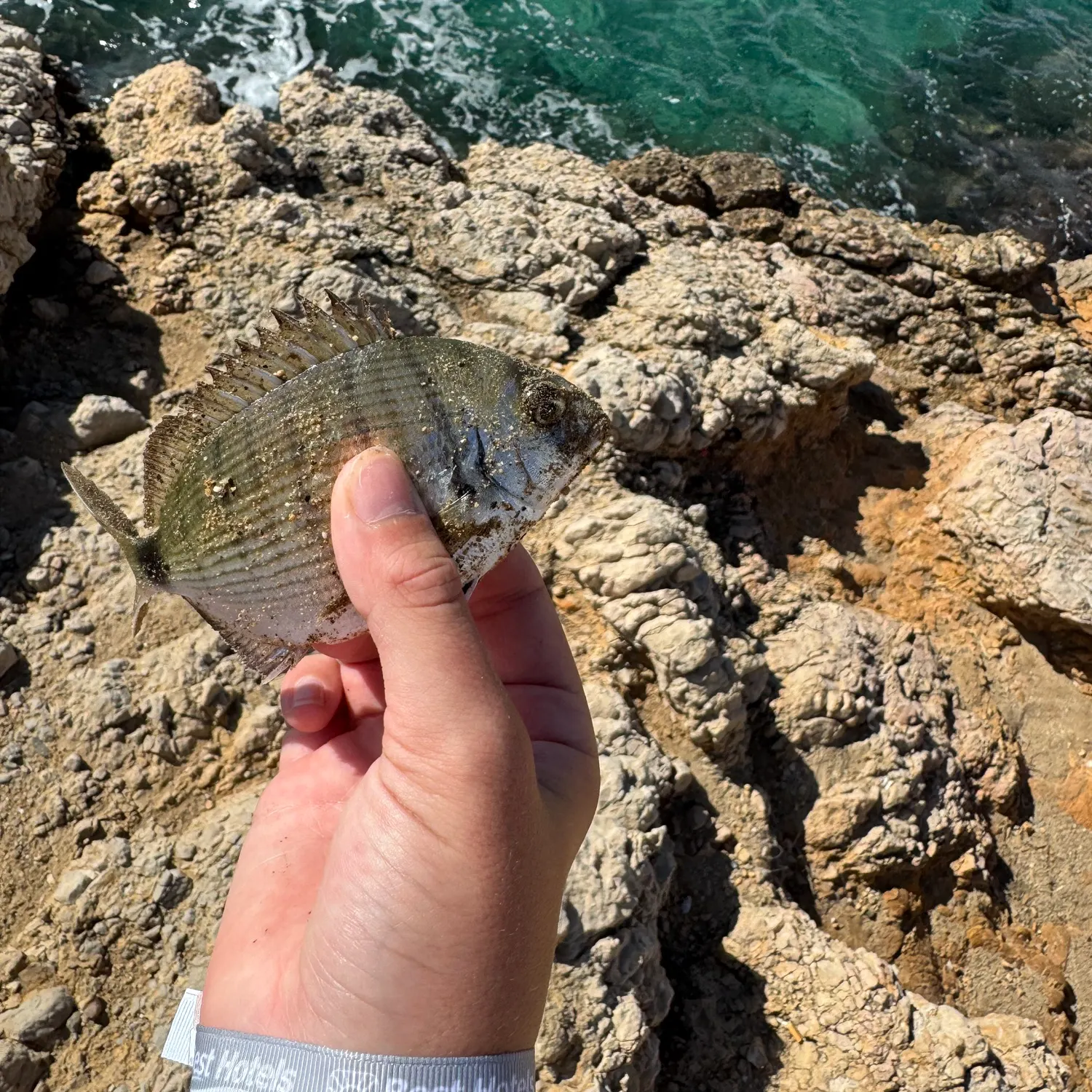 White seabream caught on Fishbrain