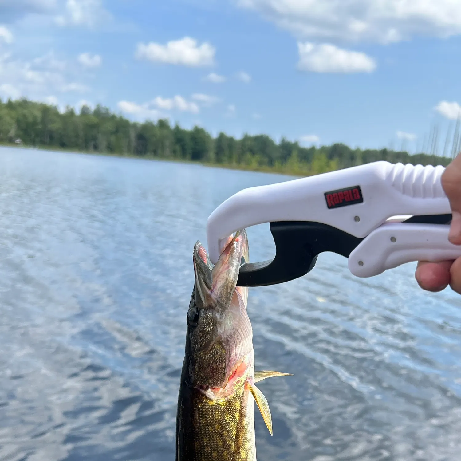 Chain pickerel caught on Fishbrain