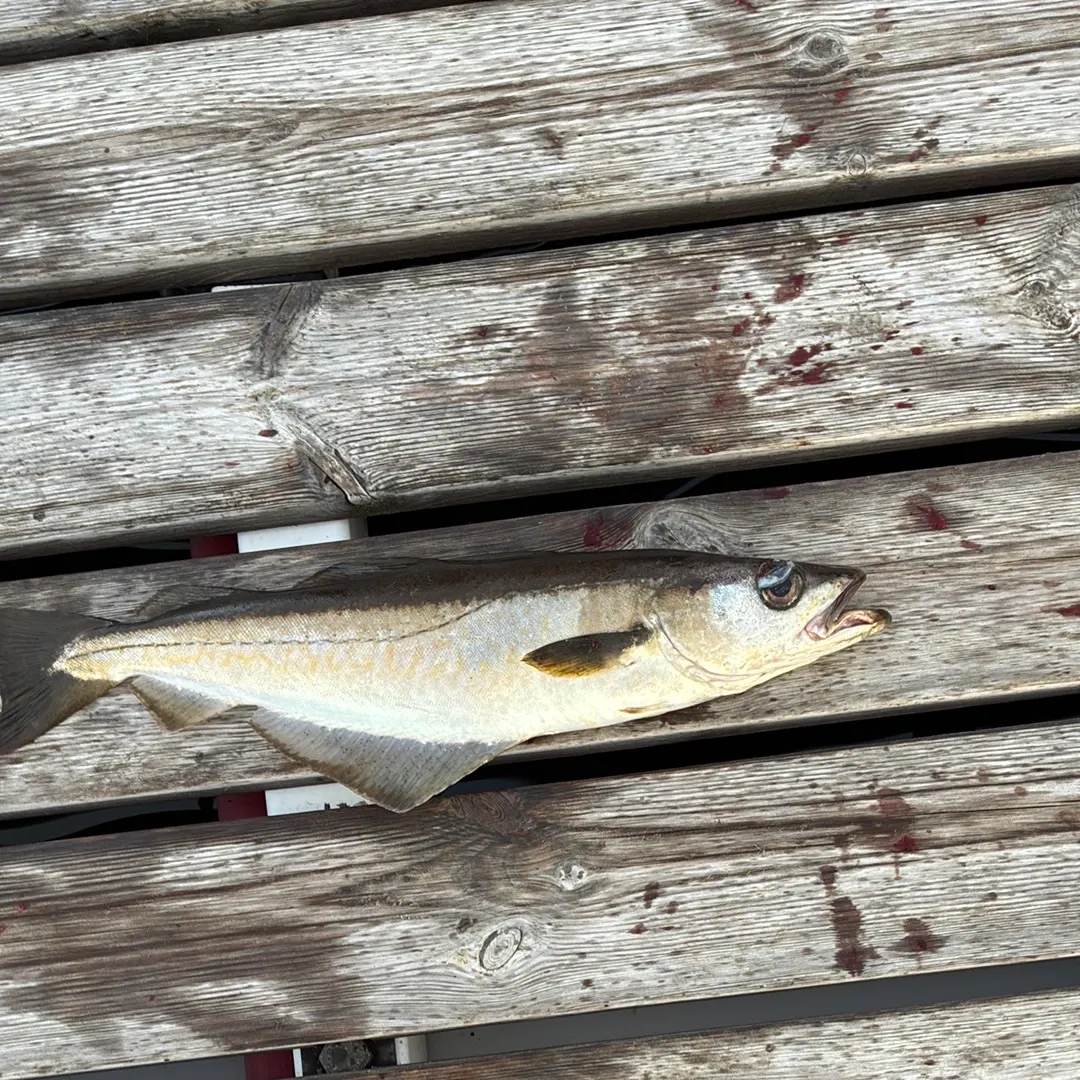 Pollack caught on Fishbrain