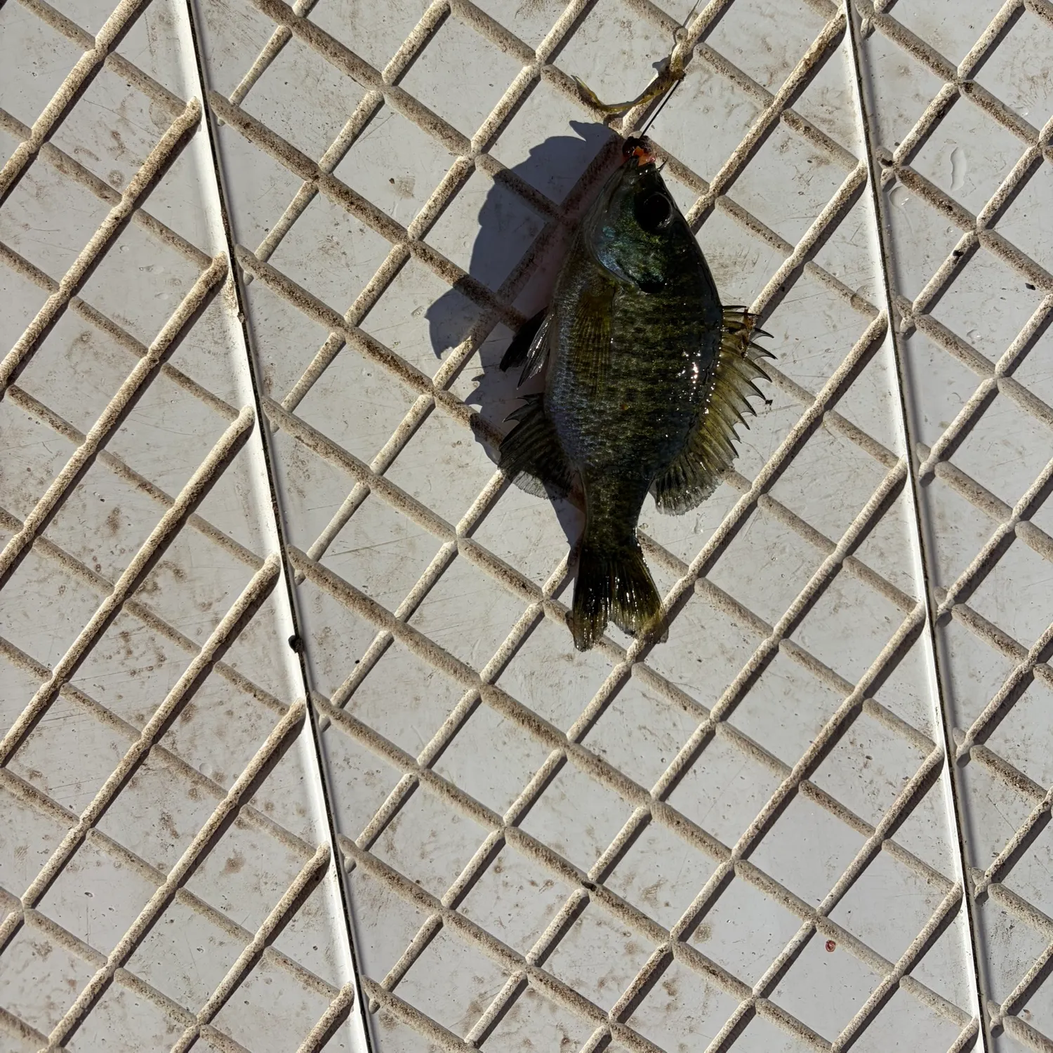 Bluegill caught on Fishbrain