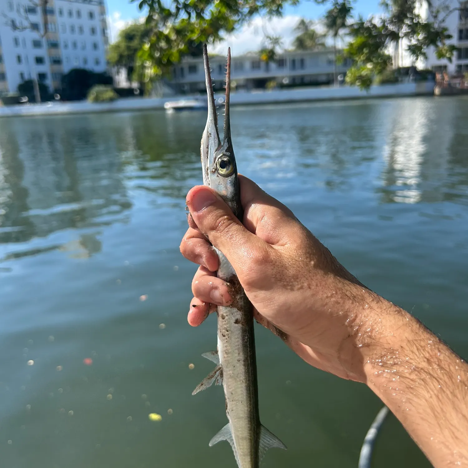 The most recent Hound needlefish catches on Fishbrain