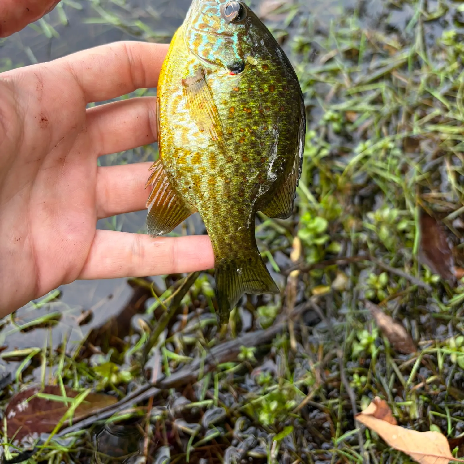 Pumpkinseed caught on Fishbrain