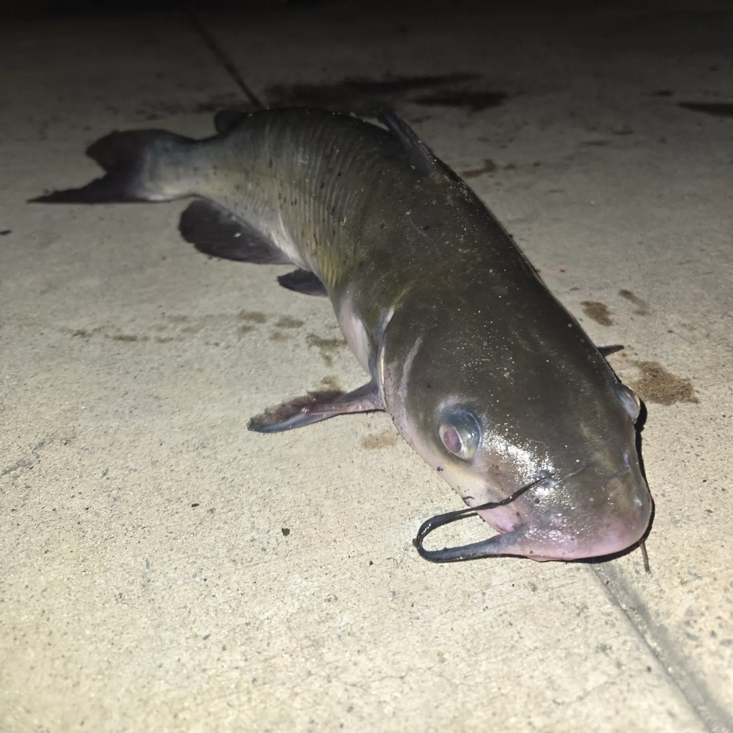 Channel catfish caught on Fishbrain