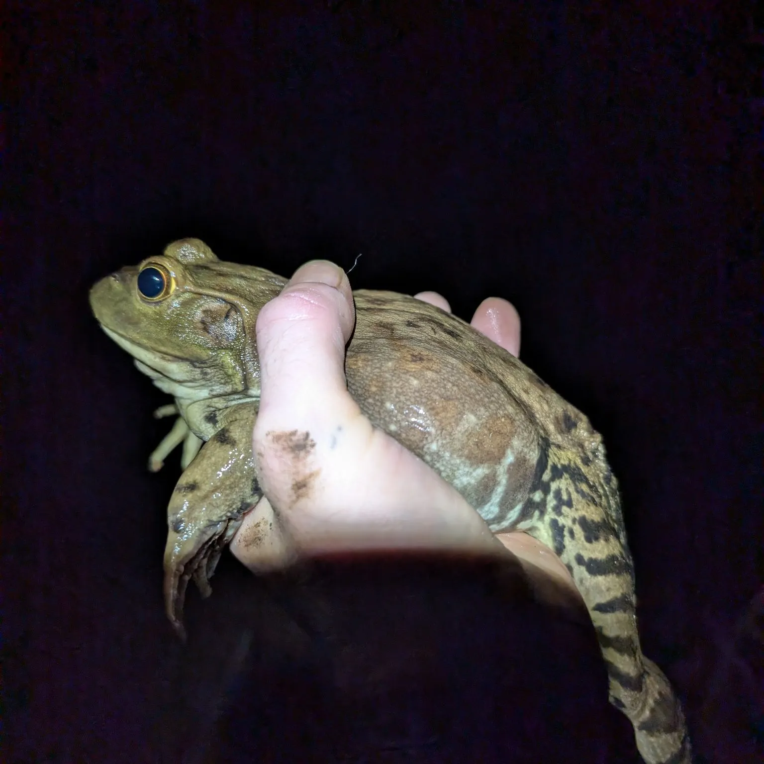 American bullfrog caught on Fishbrain