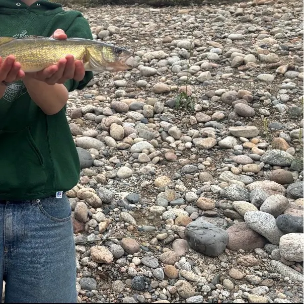 Walleye caught on Fishbrain