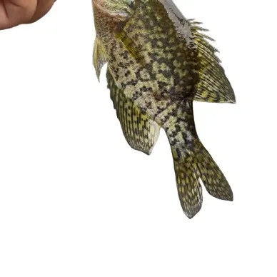 Black crappie caught on Fishbrain