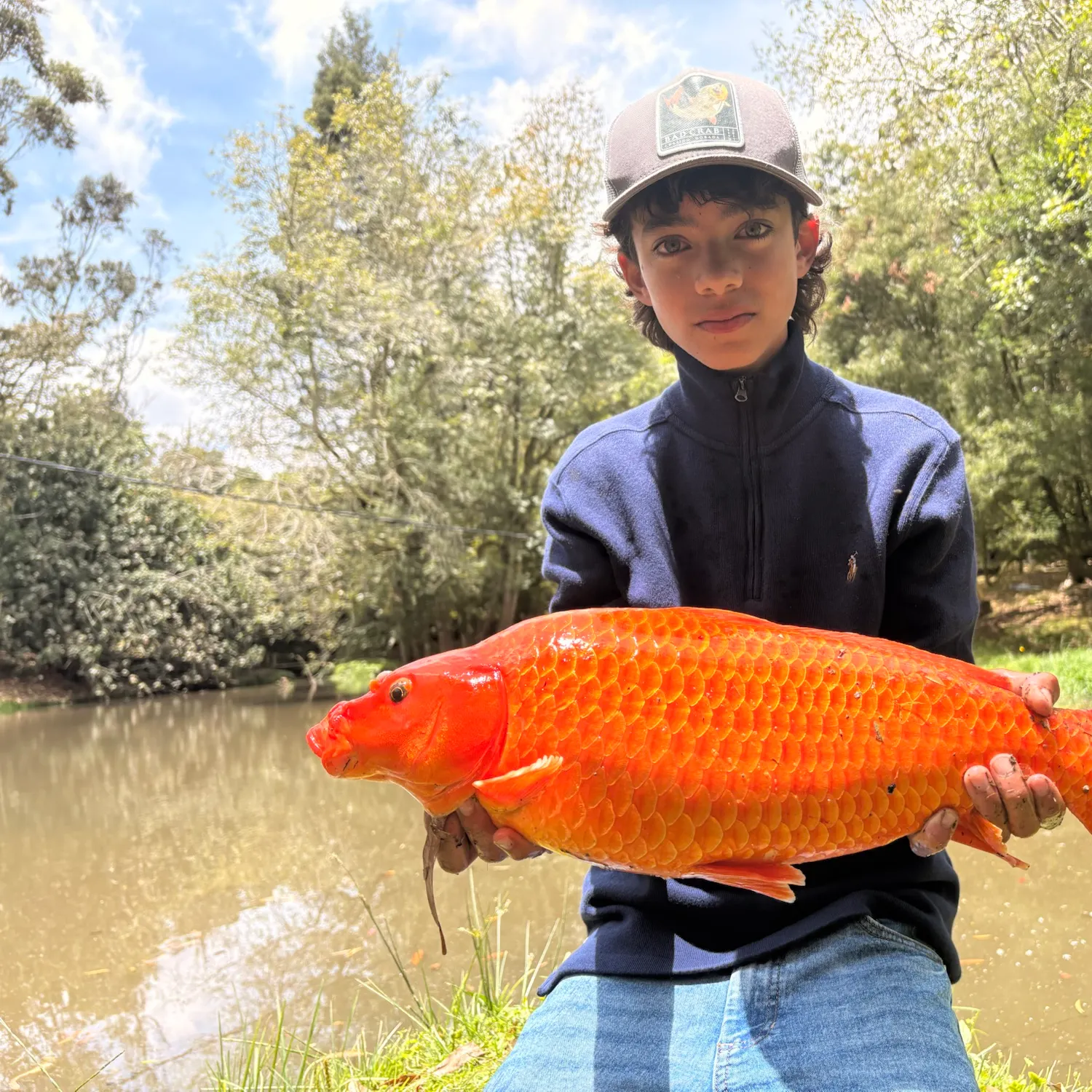 The most recent Koi carp catches on Fishbrain