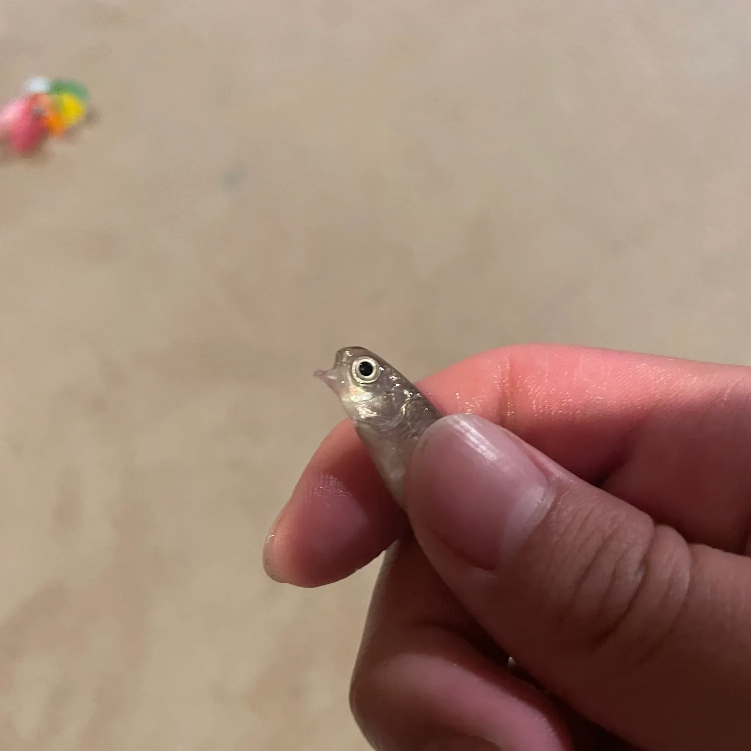 The most recent Spotfin shiner catches on Fishbrain