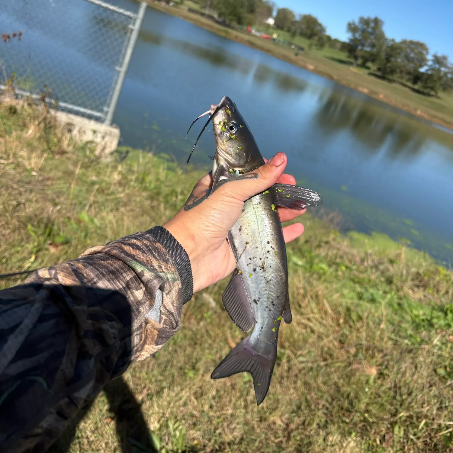 Channel catfish caught on Fishbrain