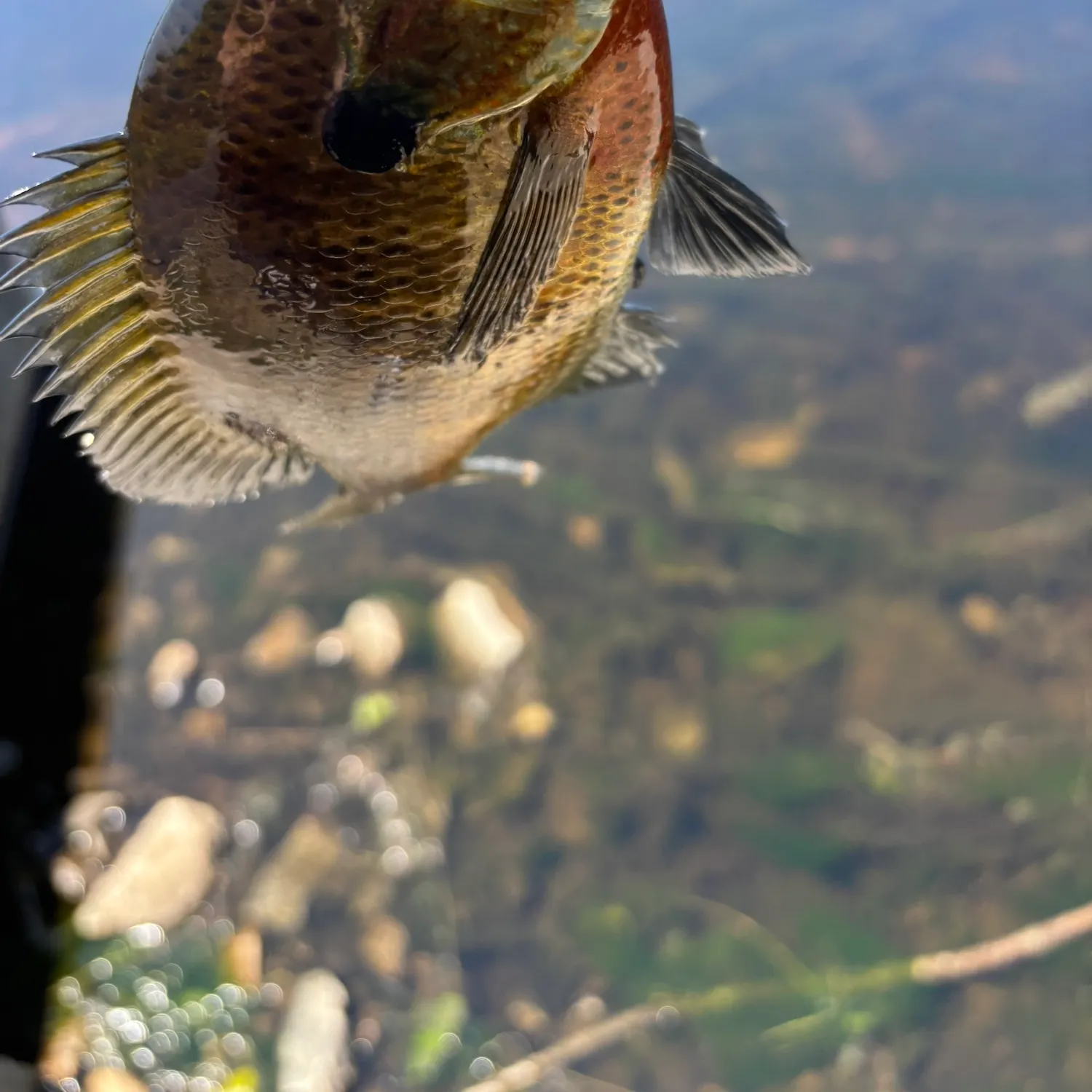 Bluegill caught on Fishbrain