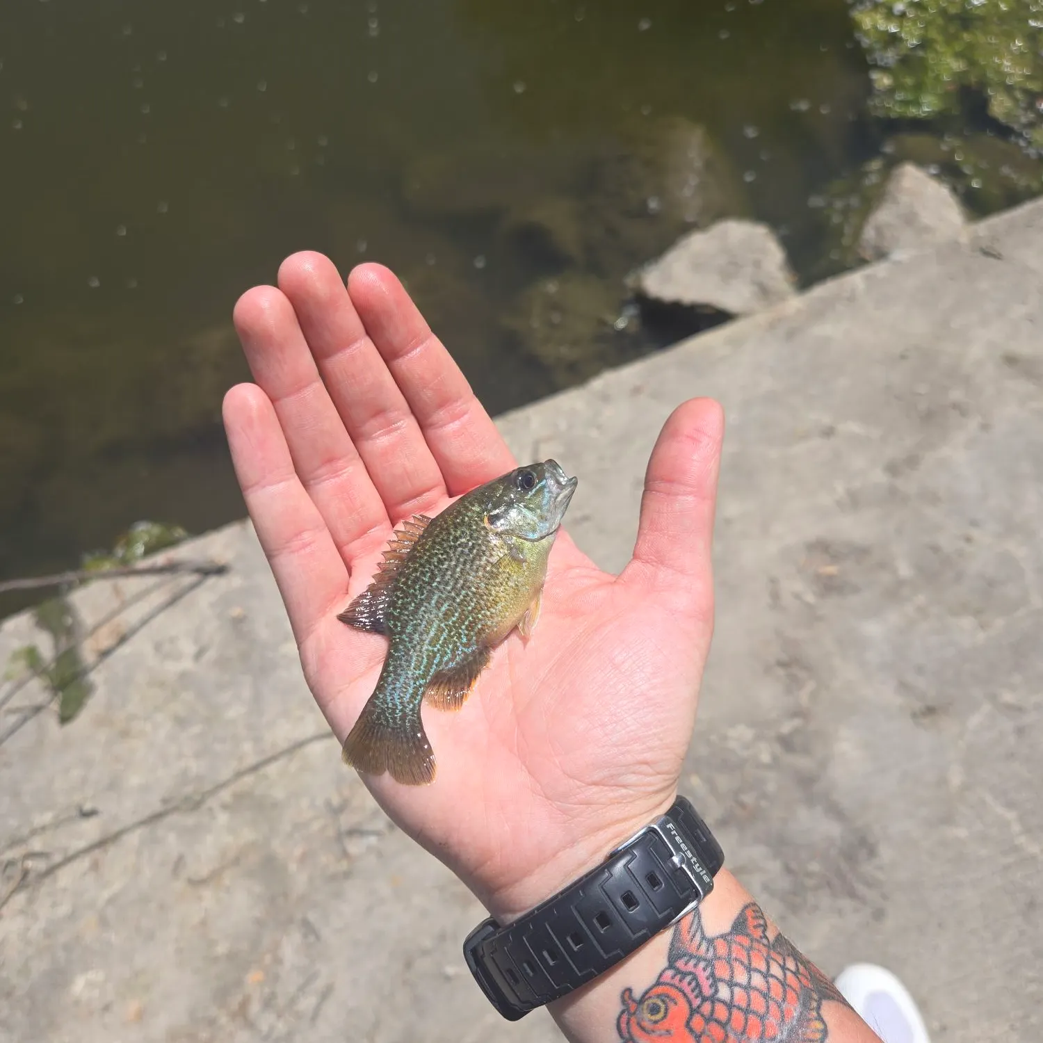 recently logged catches