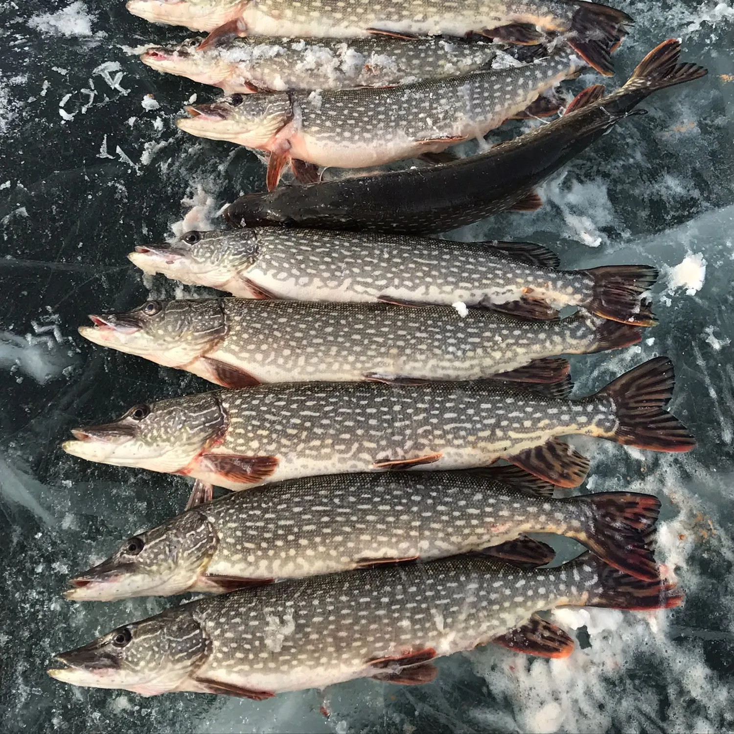 recently logged catches