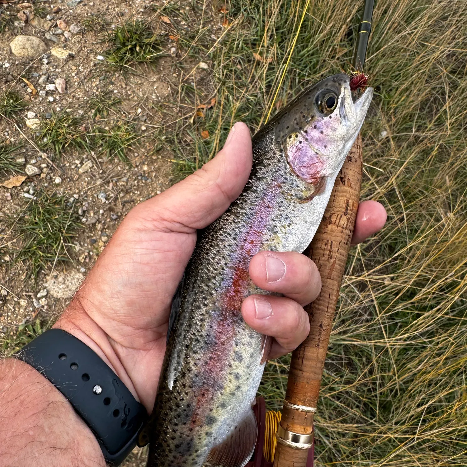 Rainbow trout caught on Fishbrain