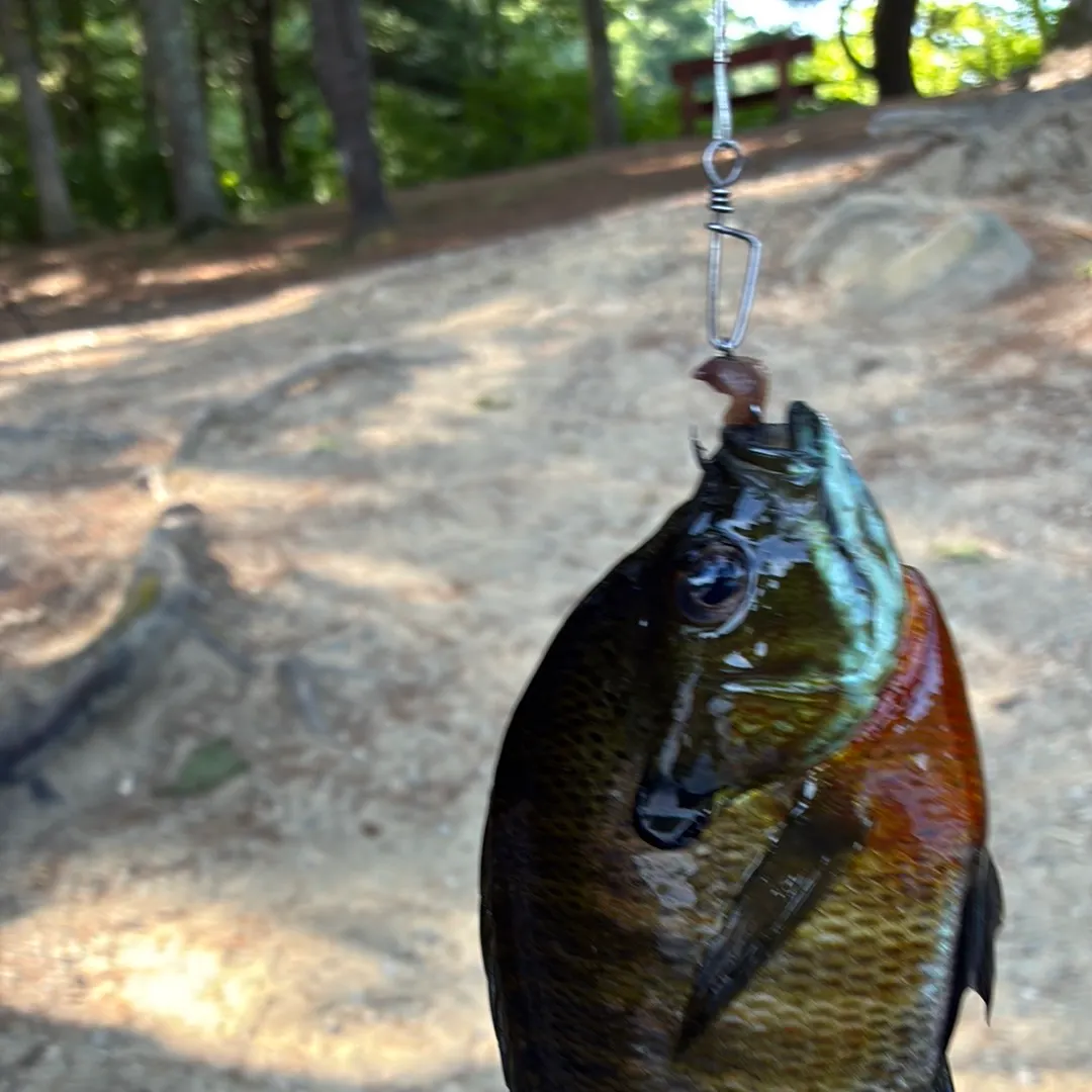 Bluegill caught on Fishbrain