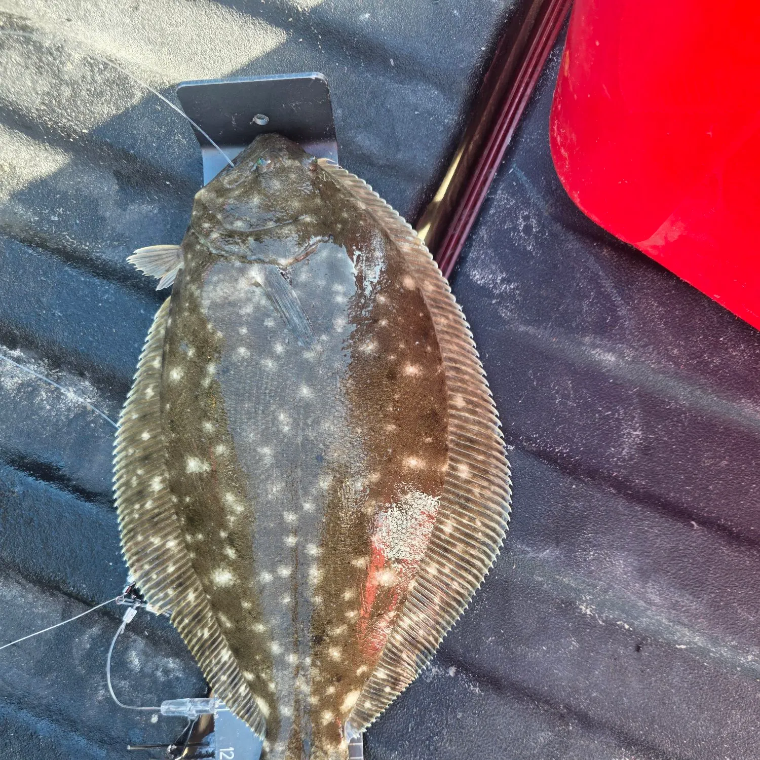 The most recent Southern flounder catches on Fishbrain