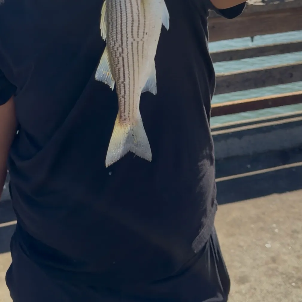 Striped bass caught on Fishbrain
