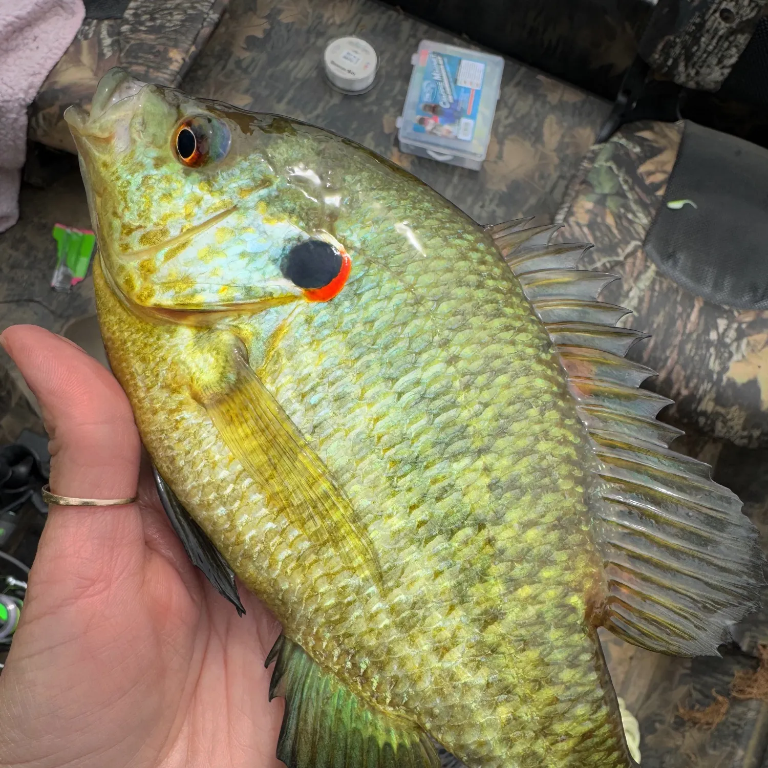 recently logged catches