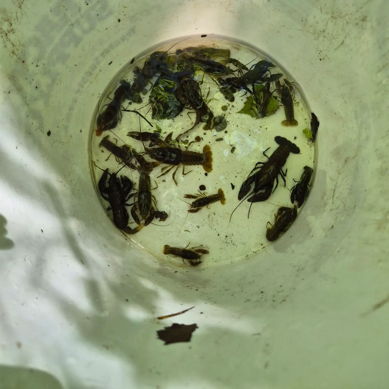 The most recent Signal crayfish catches on Fishbrain