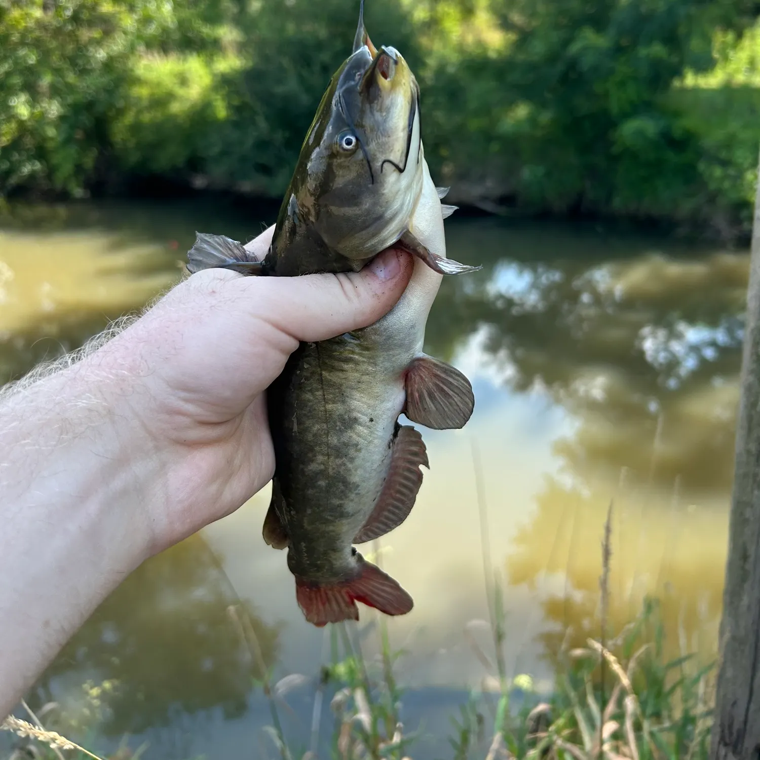 Black bullhead caught on Fishbrain