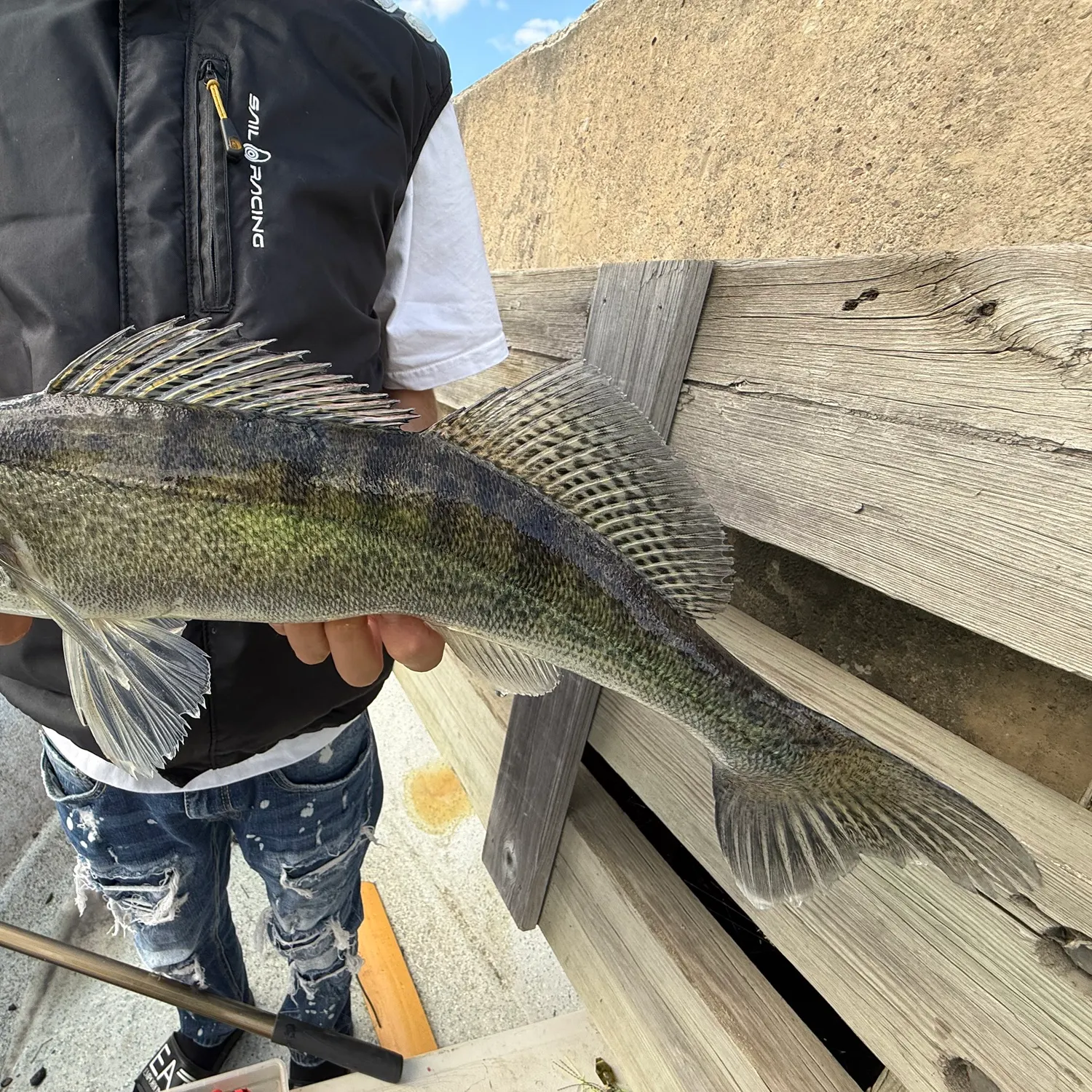 The most recent Zander catches on Fishbrain