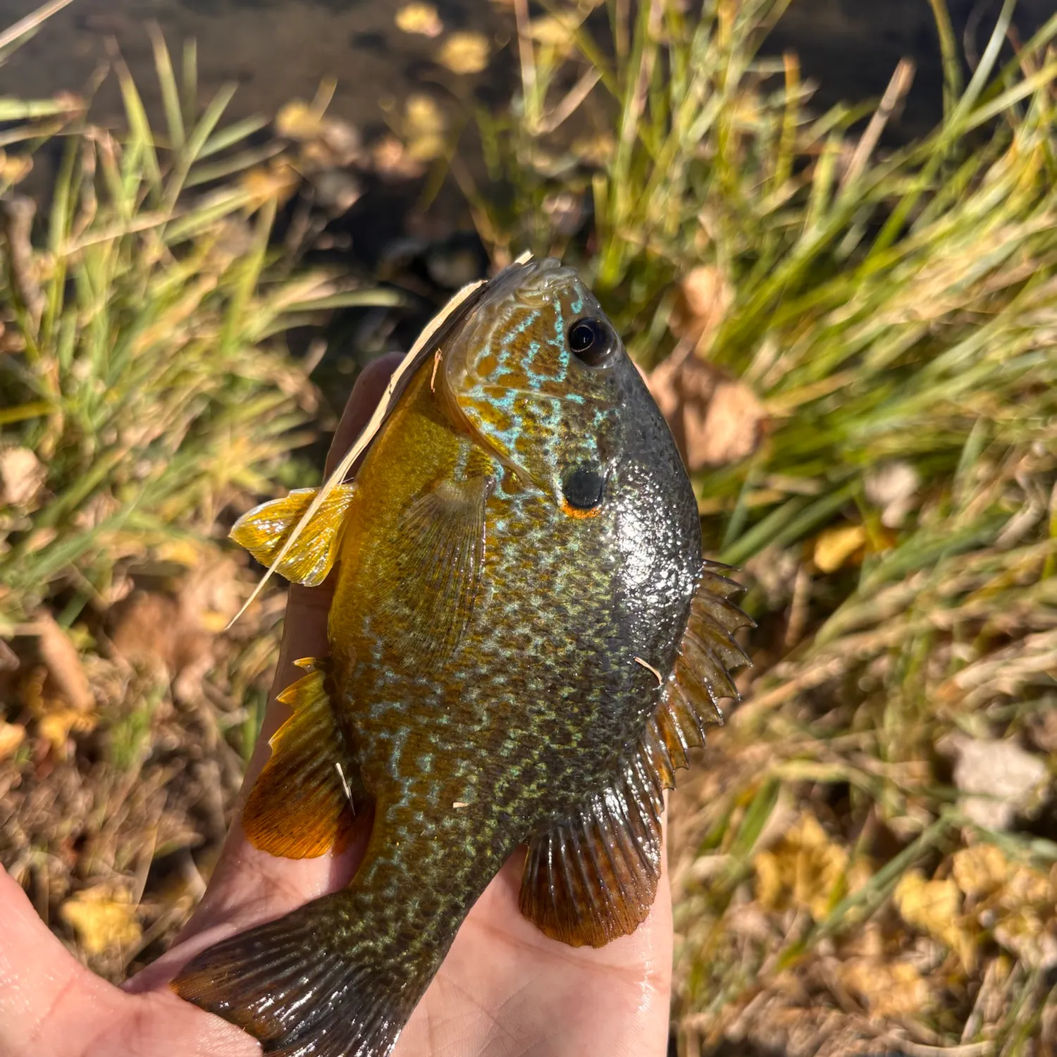 Greengill hybrid caught on Fishbrain