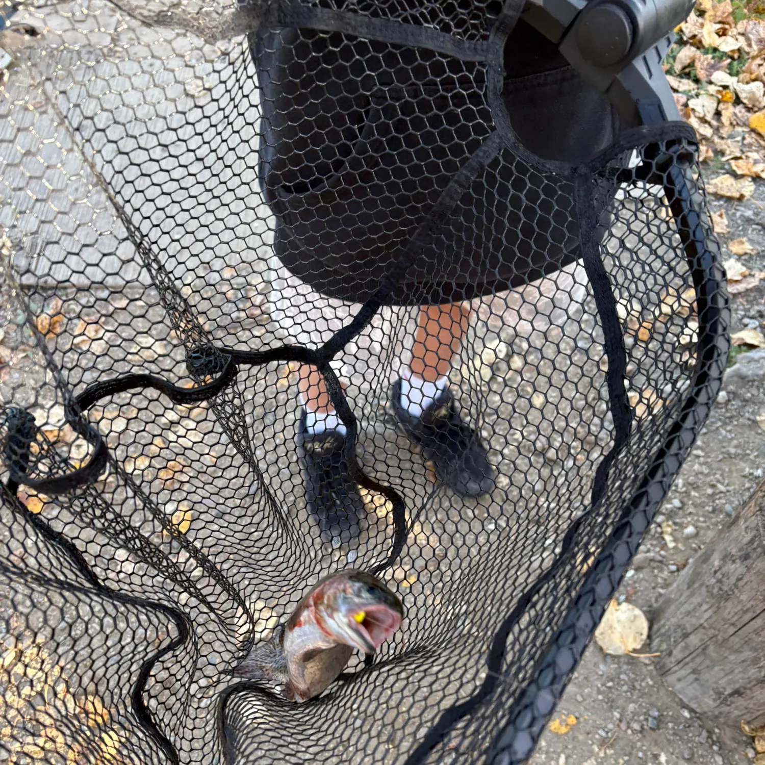 Rainbow trout caught on Fishbrain