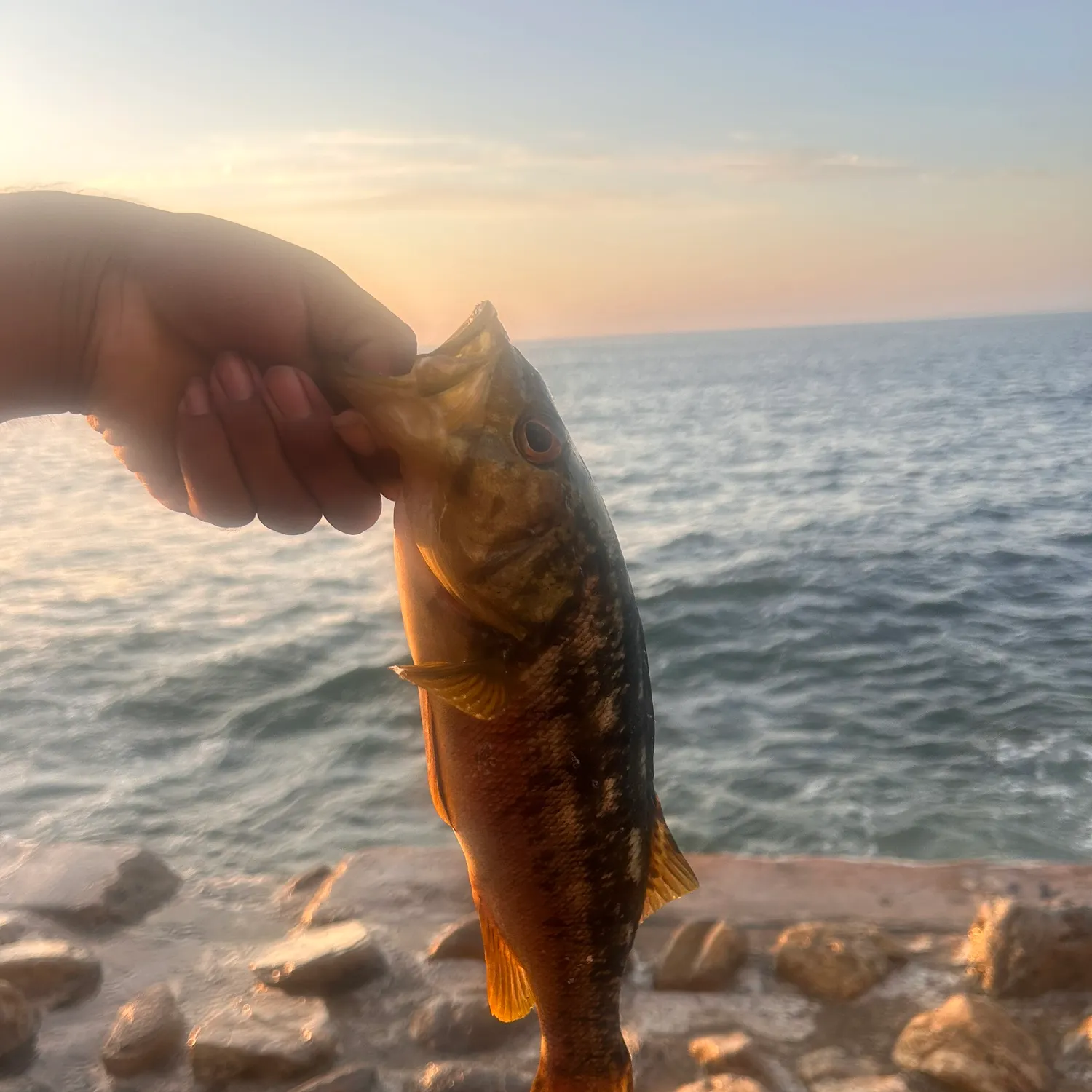 Kelp bass caught on Fishbrain