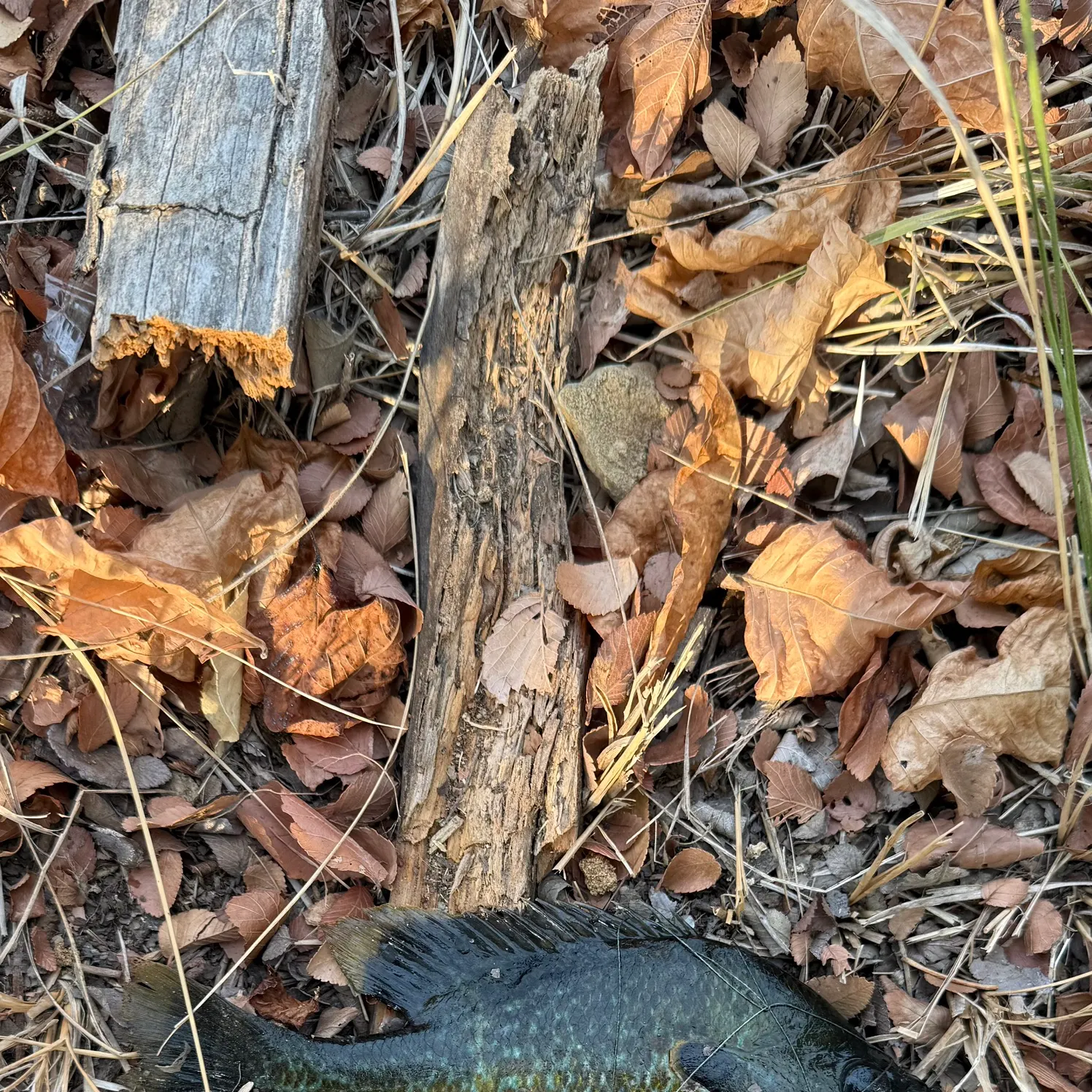 Greengill hybrid caught on Fishbrain