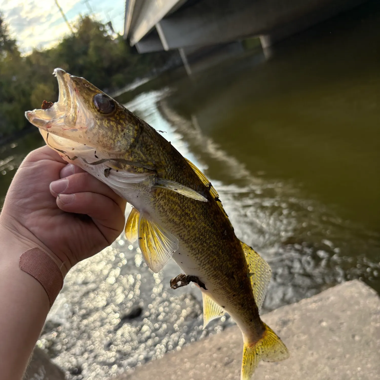 Walleye caught on Fishbrain