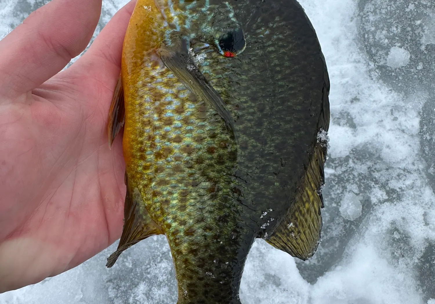 Pumpkinseed