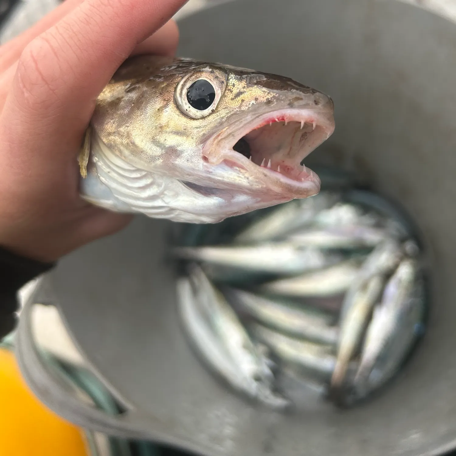 The most recent Whiting catches on Fishbrain