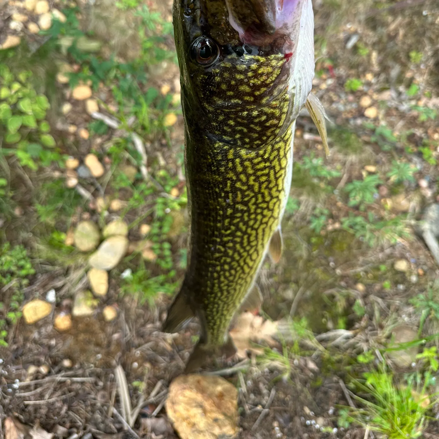 Chain pickerel caught on Fishbrain