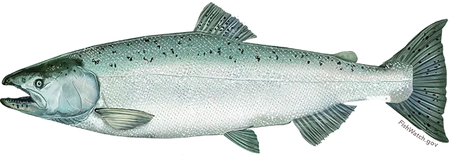 Chinook salmon