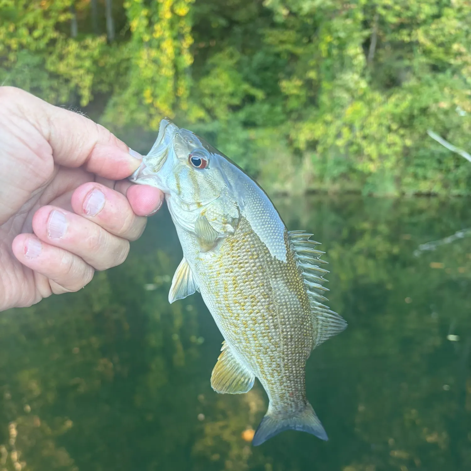 Smallmouth bass caught on Fishbrain