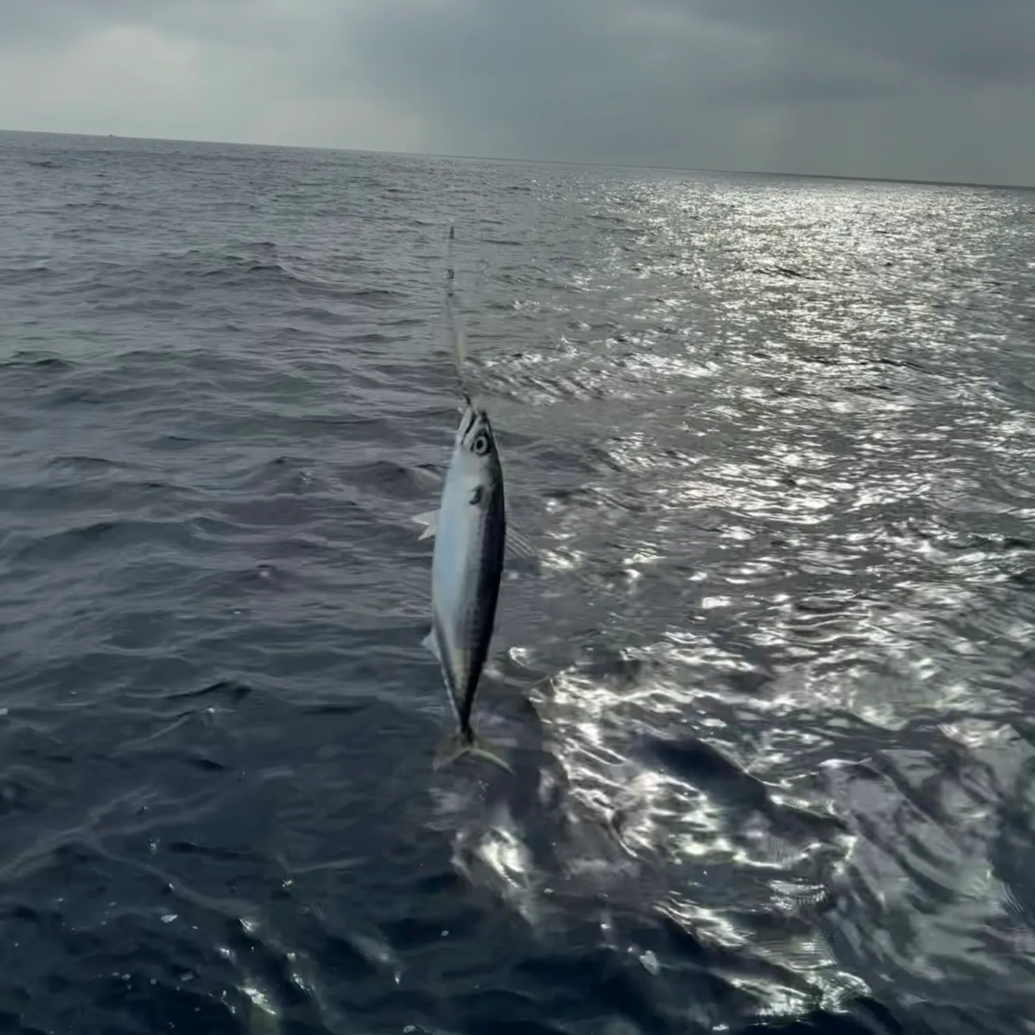 Pacific chub mackerel caught on Fishbrain