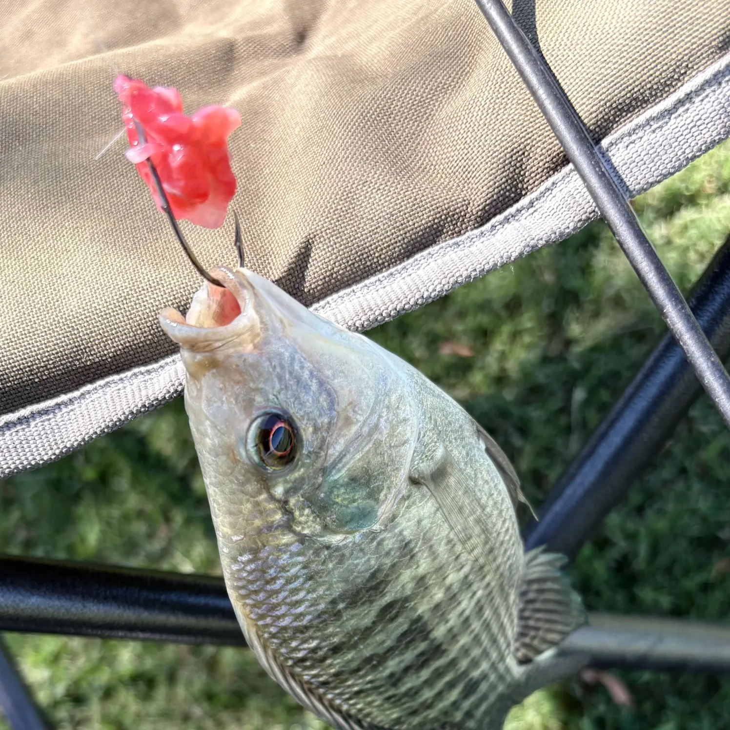 Nile tilapia caught on Fishbrain