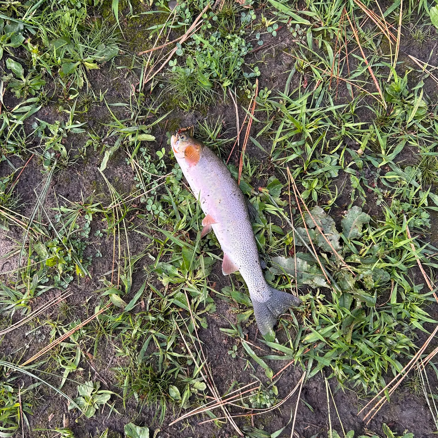 Rainbow trout caught on Fishbrain