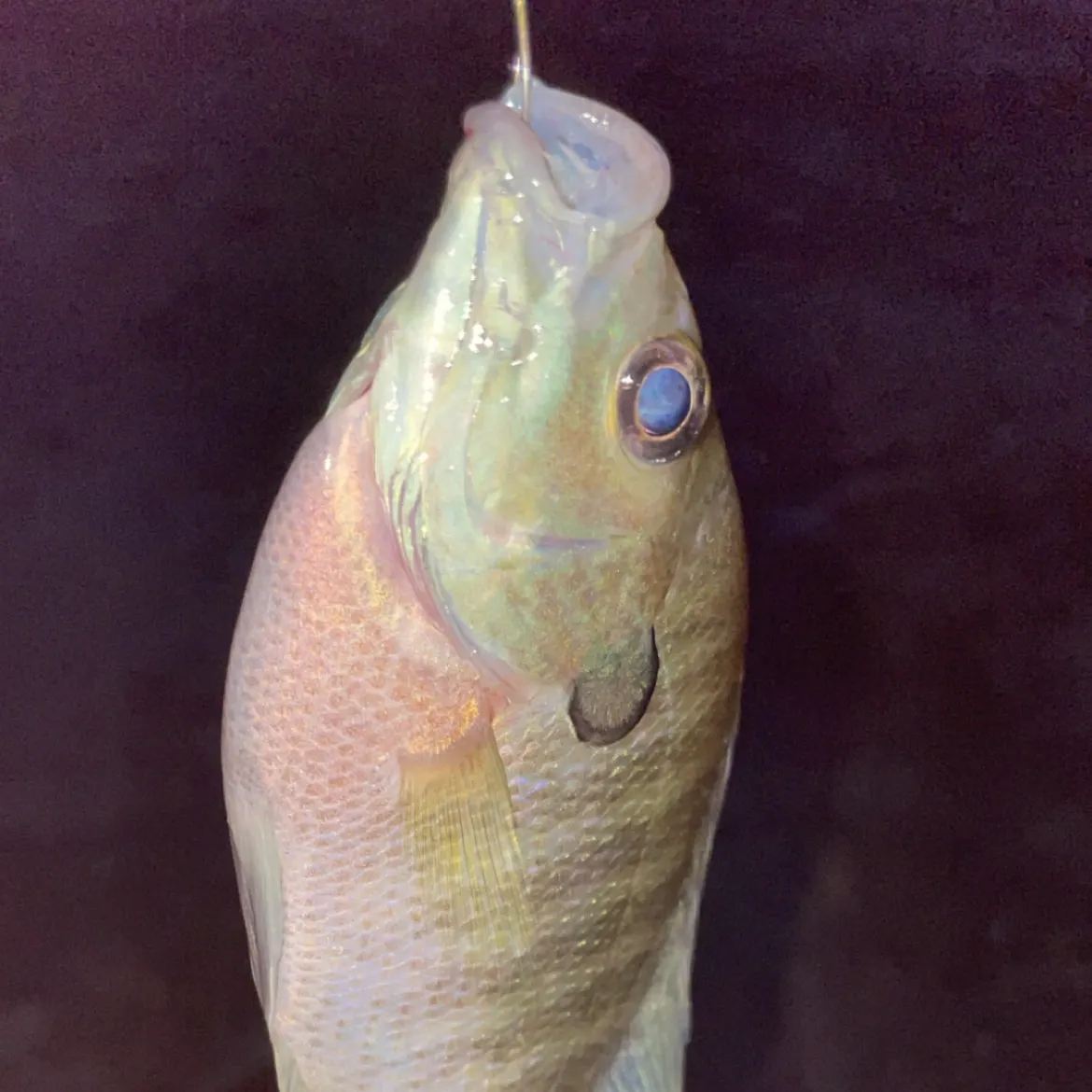 Bluegill caught on Fishbrain