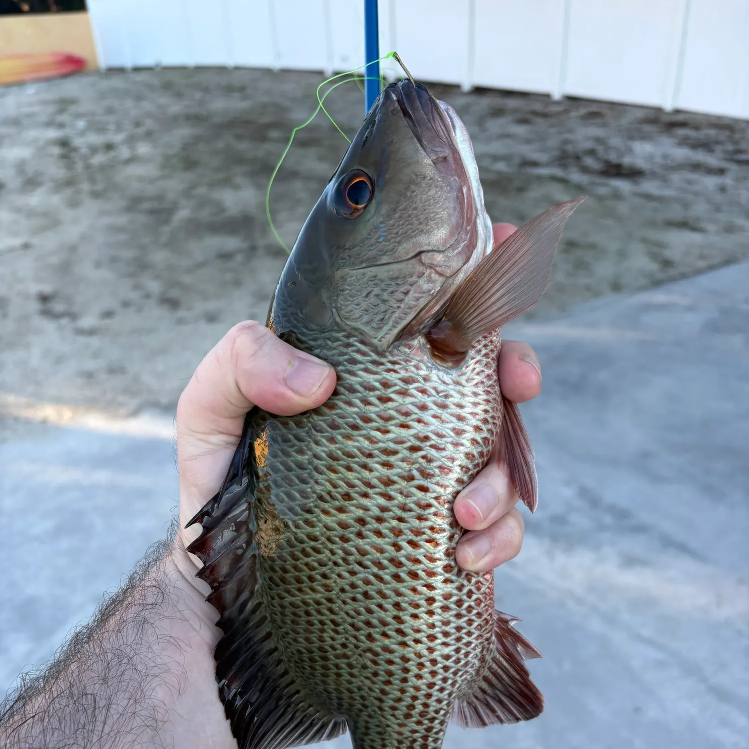 recently logged catches