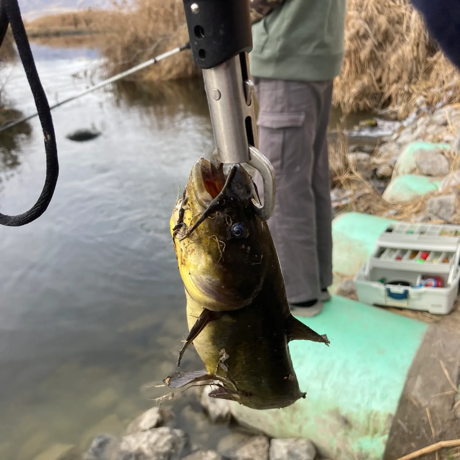 The most recent Black bullhead catches on Fishbrain