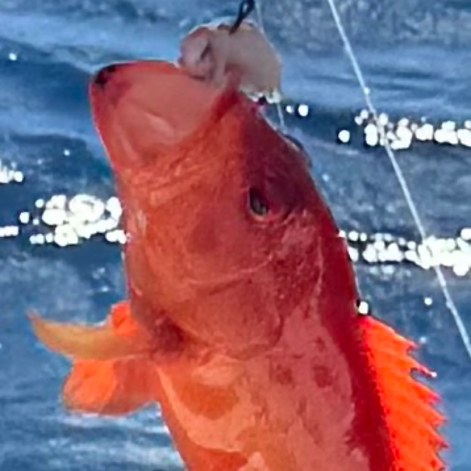 angler catch