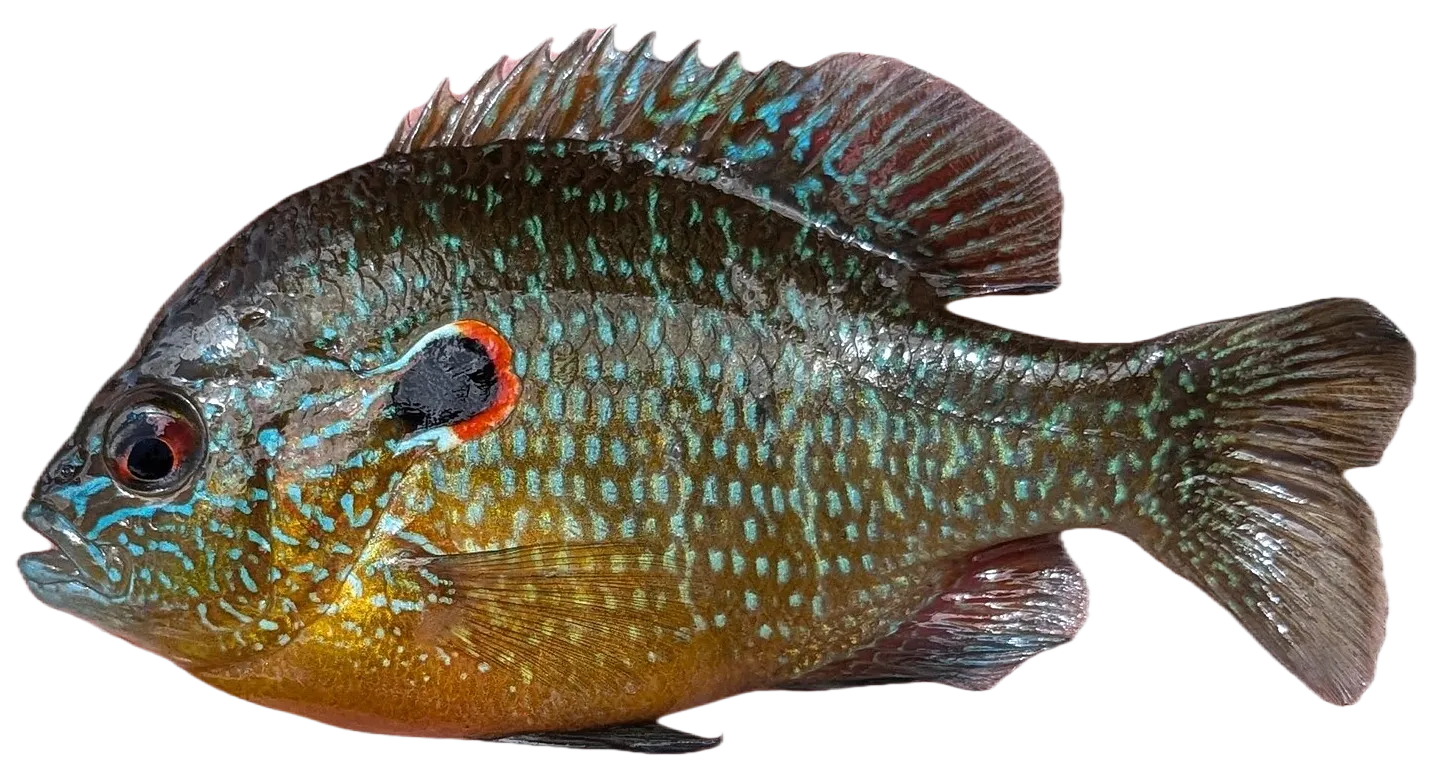 Northern sunfish
