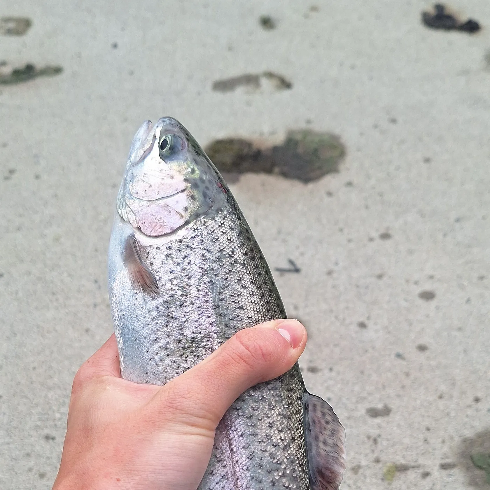 Rainbow trout caught on Fishbrain